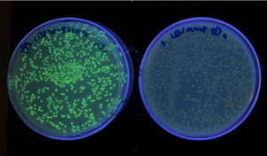 2 plates growing E. coli bacteria. Colonies in plate on left express GFP in an LB/Ampicillin/Arabinose medium. Colonies growing in regular LB/Ampicillin medium do not express GFP